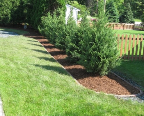 garden bed with trees
